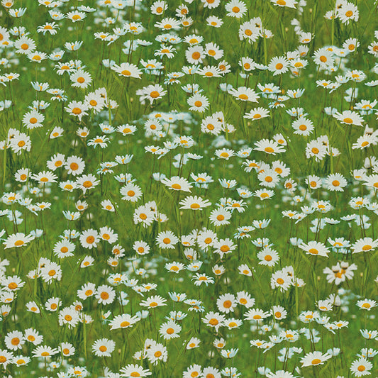 Gänseblümchen Daisy