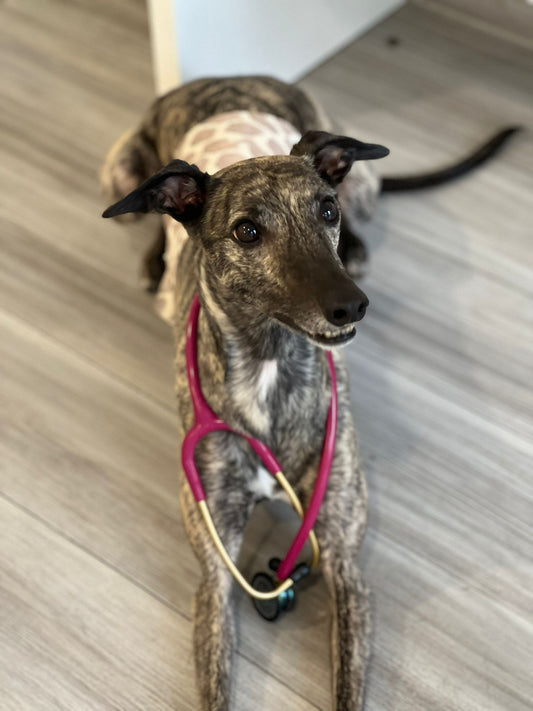 Erste Hilfe Kurs - HUND