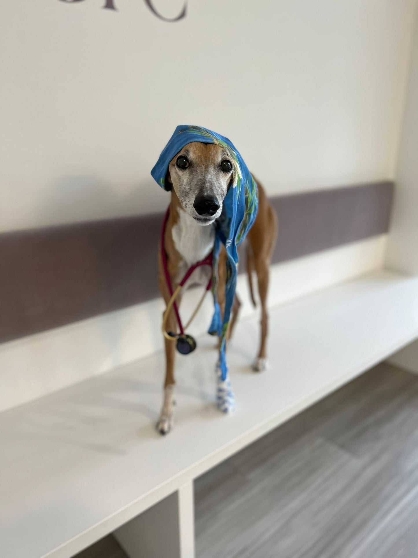 Erste Hilfe Kurs - HUND