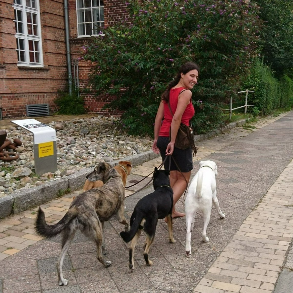 Beziehungsarbeit und Kommunikation mit Hunden