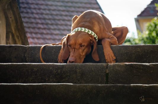 DIY-Set Hundehalsband Ringelwurm 3 farbig