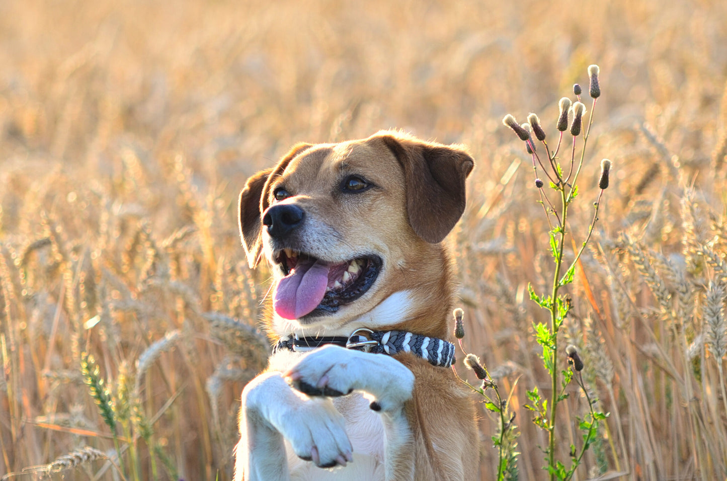 DIY-Set Hundehalsband Ringelwurm 3 farbig