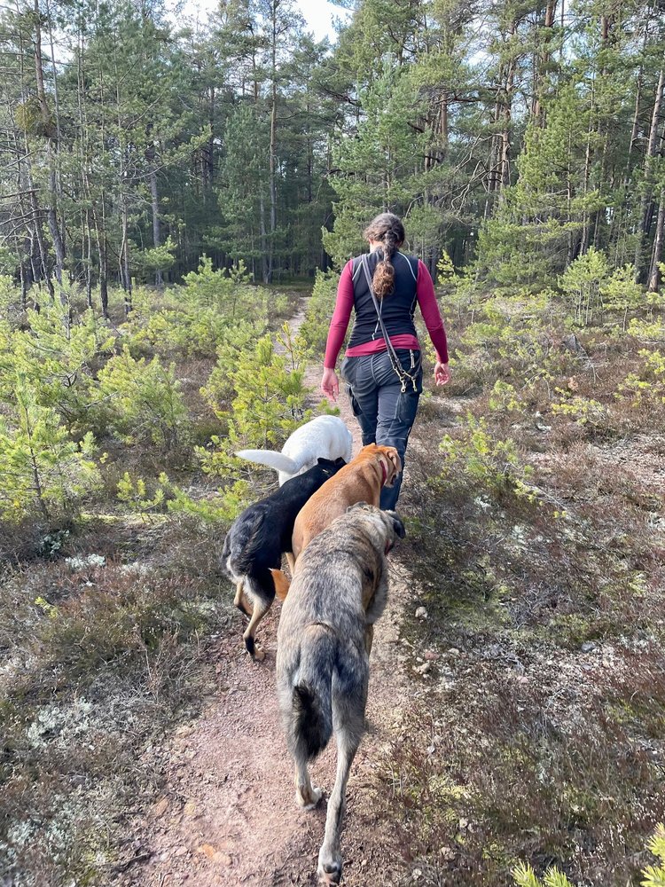 Beziehungsarbeit und Kommunikation mit Hunden