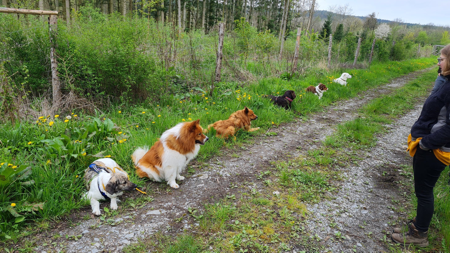 Wochenendseminar-Beziehungsarbeit und Kommunikation mit Hunden