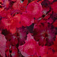 ECOVERO™ Viskose-Twill Blumen – Cyclam